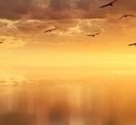 NATURE_6