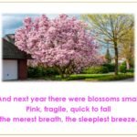 Std.11=Poem-CHERRY TREE-A Pictorial Presentation2_page-0012